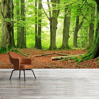 WTD Beech Grove - 366 x 254 cm, carta da parati in effetto legno di faggio, foresta, bosco