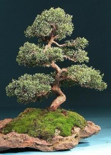 Tropica - Bonsai - ginepro cinese (Juniperus chinensis) - 30 semi