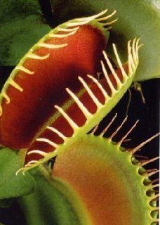 Commenti per Tropica - venere acchiappamosche (Dionaea muscipula) - 10 semi incluso substrato di coltivazione