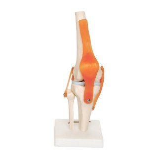 66fit - Modello anatomico articolazioni ginocchio