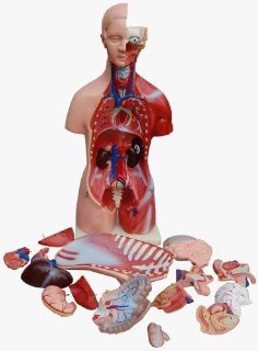 Torso umano maschile + femminile Modello anatomico didattico alto 45cm NUOVO