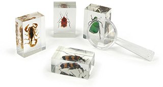 GEOWORLD ED382K - Bug's World Collezione di 10 Insetti Veri