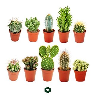 Set of 10 different cactus 5,5cm pot...