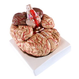 S24.4145 Modello del cervello con arterie, in 9 parti