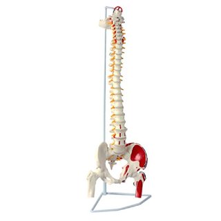Recensioni dei clienti per S24.3117 Colonna vertebrale flessibile con le teste femorali e muscoli dipinte | tripparia.it